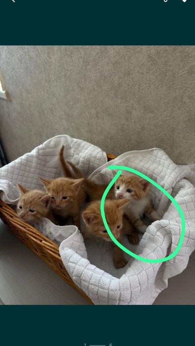 Мысық, кошка тегін беремін