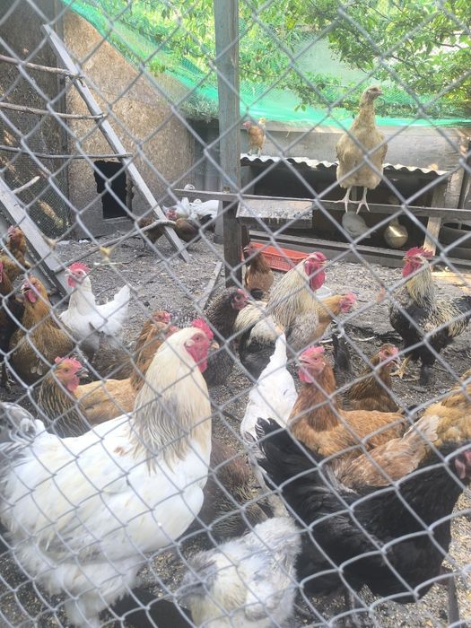 Продам петухов ,гусей и уток