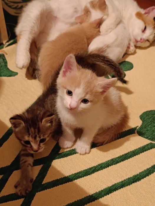 Отдам котят в добрые руки