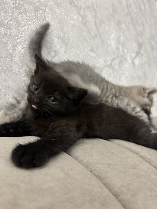 Шотландский котенок