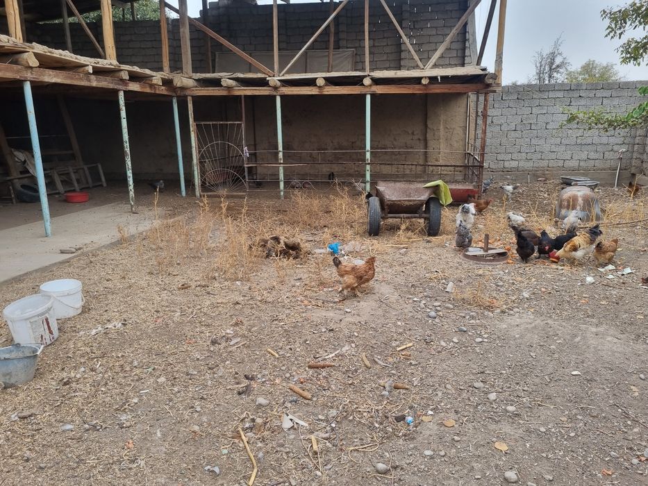 Хонодон товуқлари сотилади