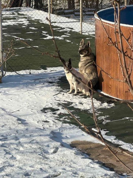 Подарявам кученца,баща -хъски,майка -немска овчарка.