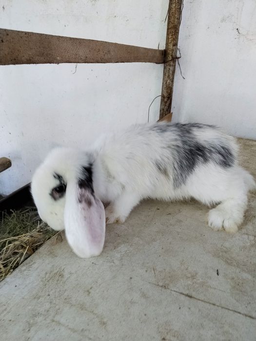Zotdor Fransuz Baran quyonlari sotiladi
