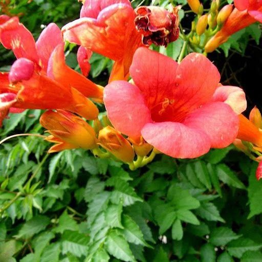 Девичий виноград,Текома,Кампсис,гортензия,вейгела,вечнозел плющ,лиана