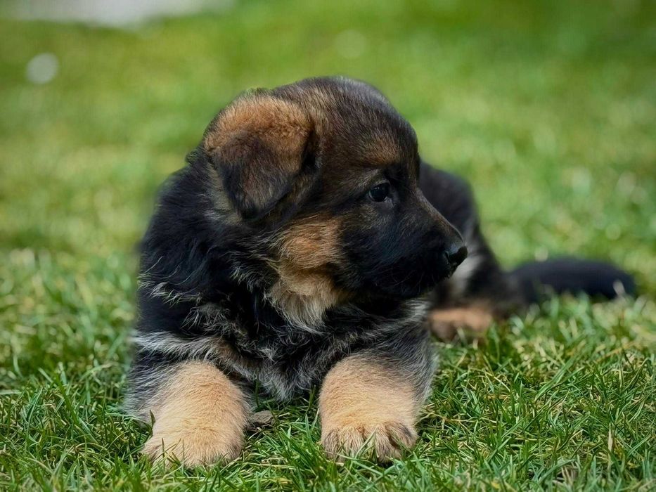 Pui ciobanesc german