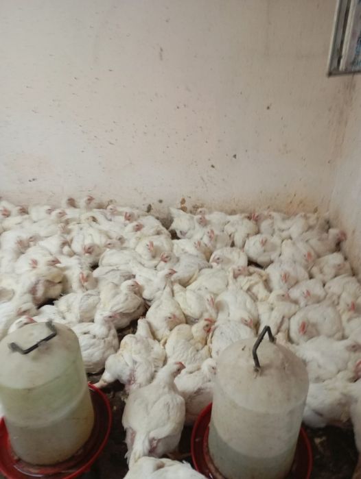Pui crescuți bio cu grâu, porumb și floarea-soarelui,de vânzare!