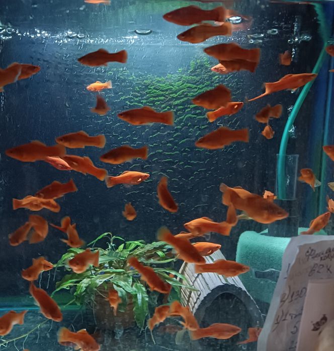 Мечиносцы, Моллинезии,Гуппи,Сомики Анциструсы и др Мирные рыбки.