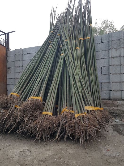 Павловния илдиз каламчалари сотилади