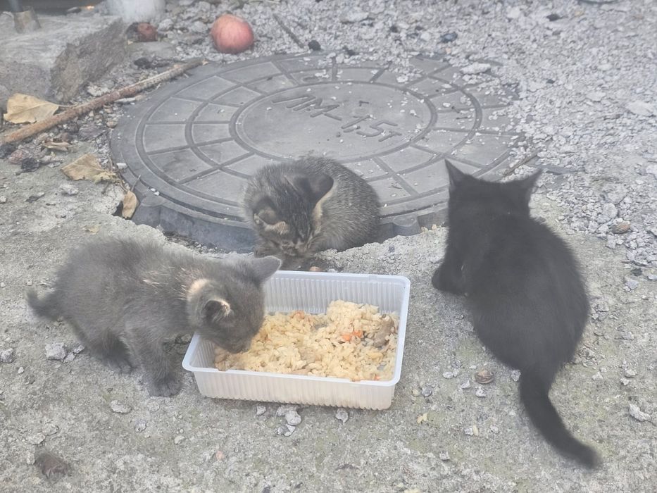 Отдам котят в добрые руки