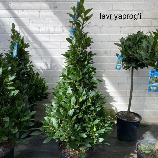 лавровый лист, muruch, zaytun, mushmala, pista daraxtlari bor !