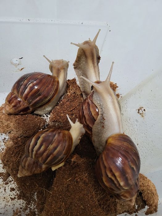 Улитки ахатинские