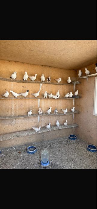 Продам Голубей Бакинцы