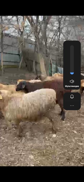 Қойлар сатылымда