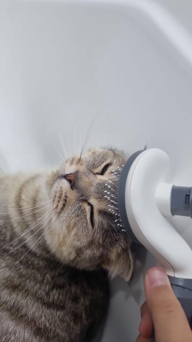 Кошка вислоухие Чистая