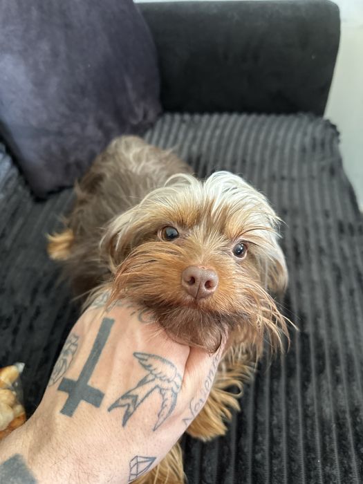 Йорки  на 11 месеца  обезпаразитен