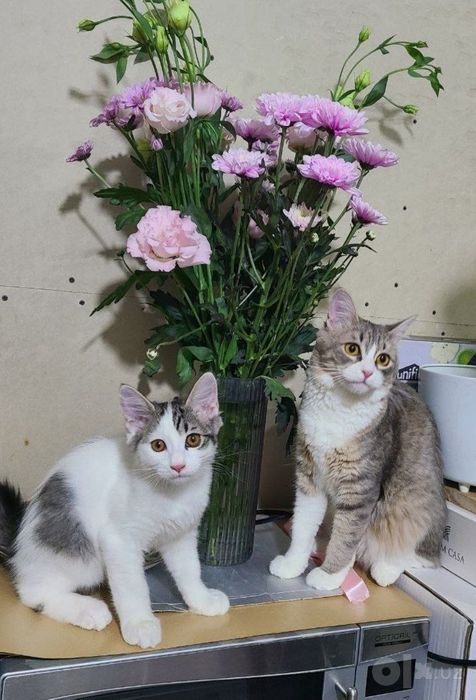 котенок и кошечка