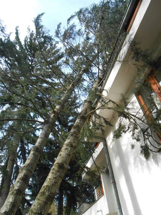 Професионално рязане на опасни дървета  .рязане на храсти и косене