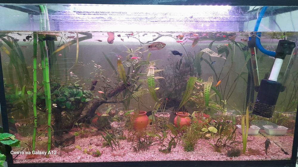 Аквариум отлари сотилади.