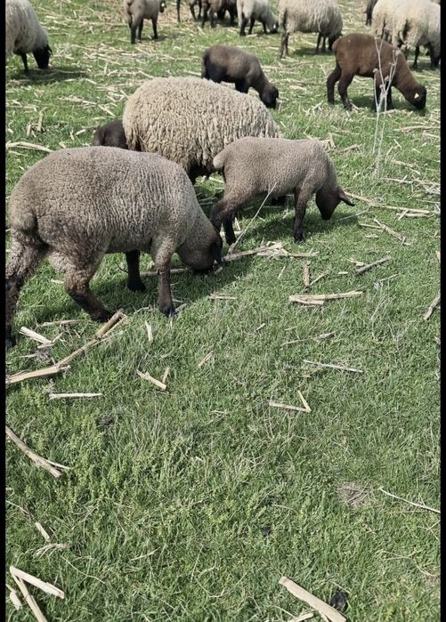 Vând 5 berbecuți Suffolk de prăsilă (cu certificat de origine)