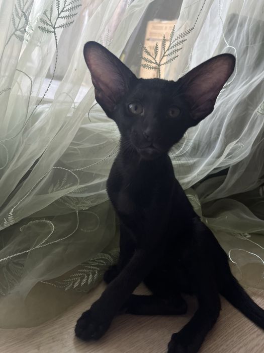 Ориентальные котята
