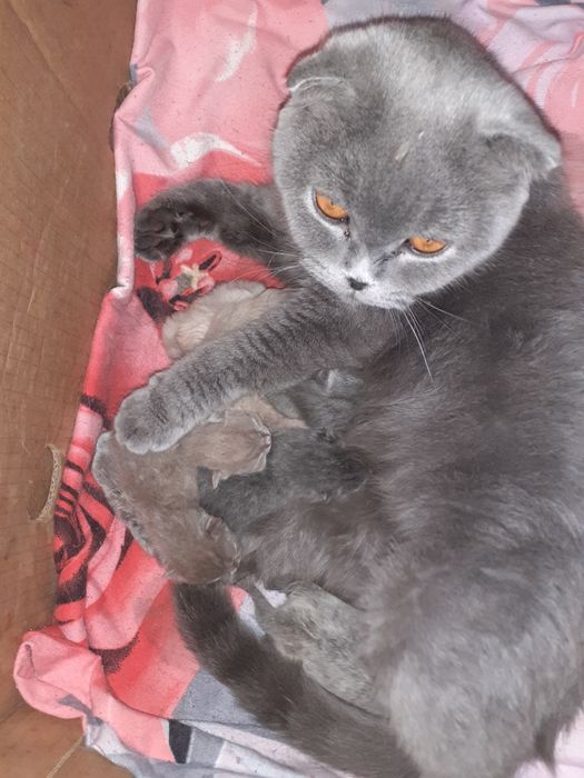 Продам котят британцы