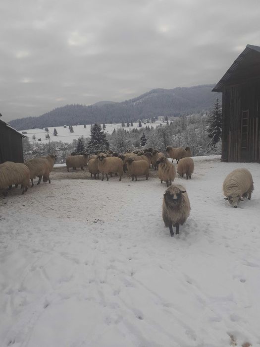 vand 20 de oi pe ales