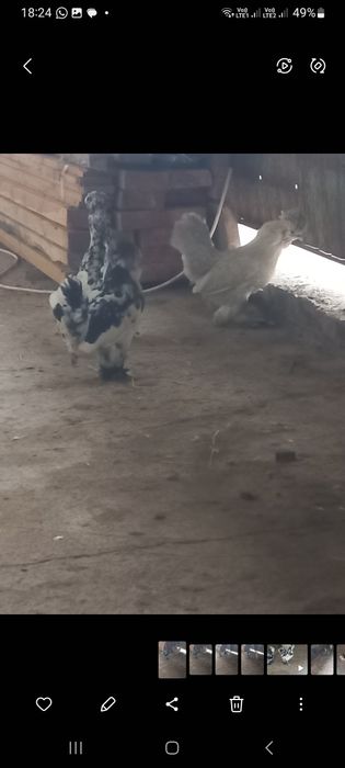 Продаются карлики..