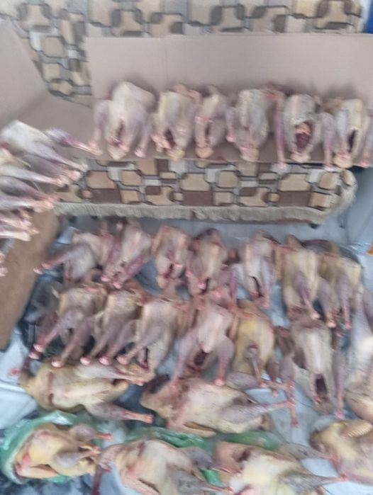 Продам домашних гусей уток индюков