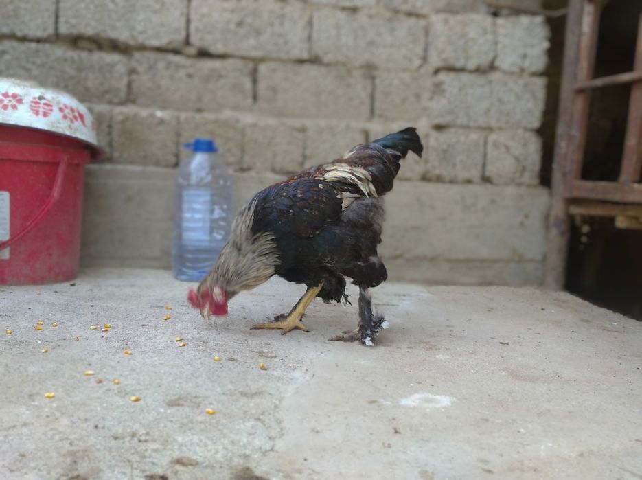 Xoroz brama sotiladi