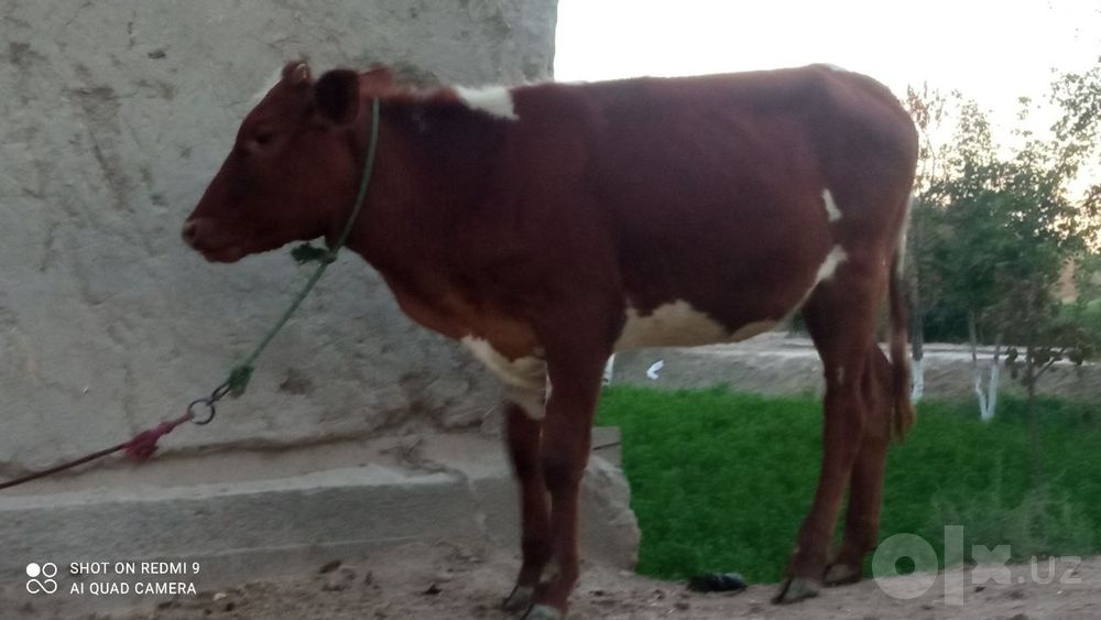 Paroda gunojincha sotiladi