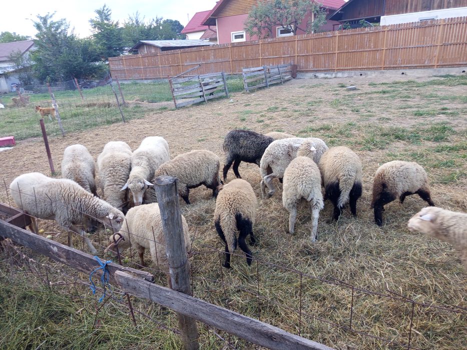 Oi și miei de vânzare