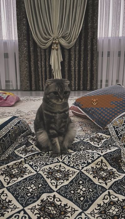 Котенок (девочка)