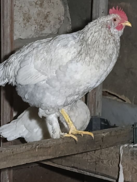 На продажу петушки молодые