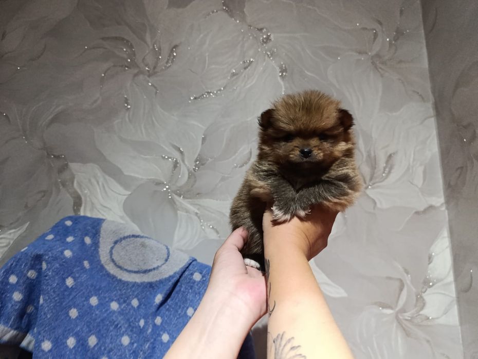 Очаровательные щенки шпица.