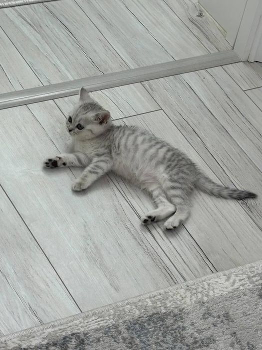Tozza qonli shinshila okrasli strayt qizaloq sotiladi