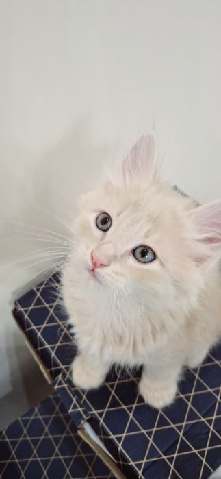 Котёнок берживий цвет пушистый