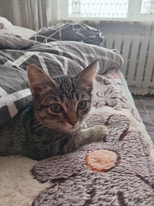 Мальчик в добрые руки