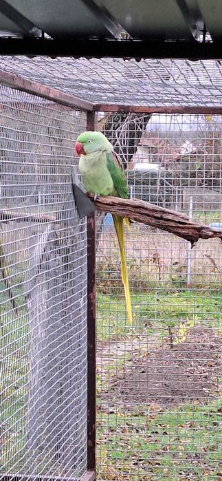 Vând Micul - Marele Alexandru , Kakariki