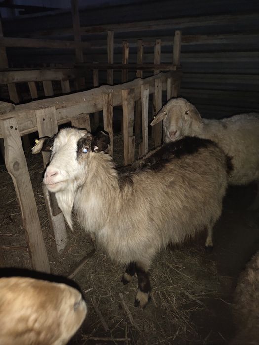 Осы тоқал ешкі сатылады!!