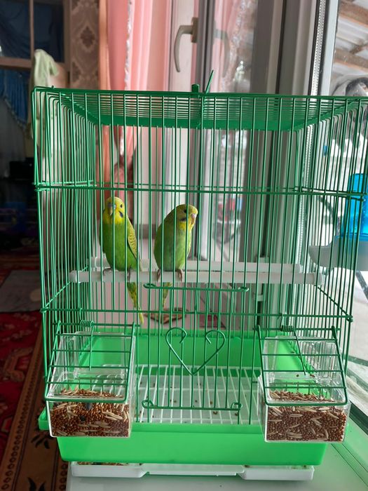 Продам пара попугай папугай