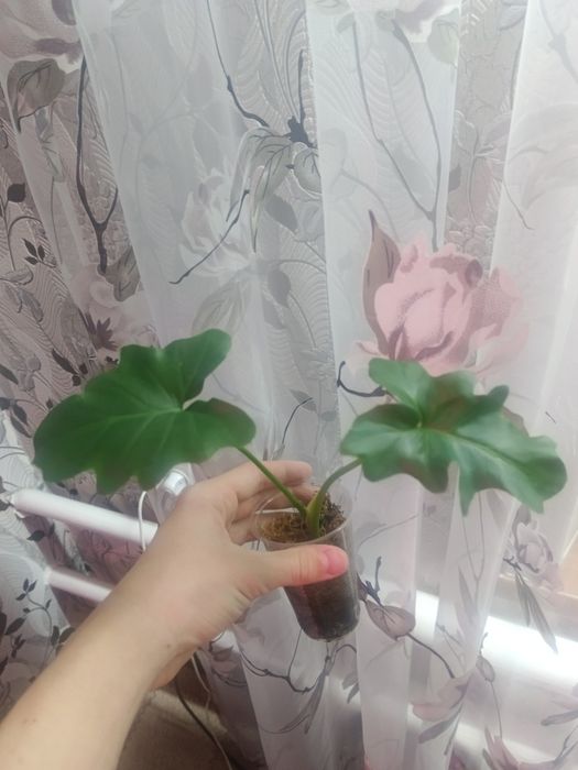 Продам комнатные растения