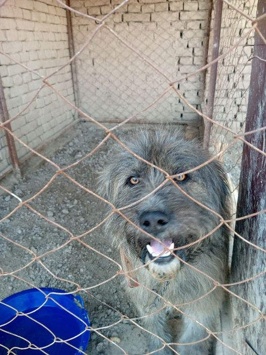 Qo'riqchi it tekinga beriladi