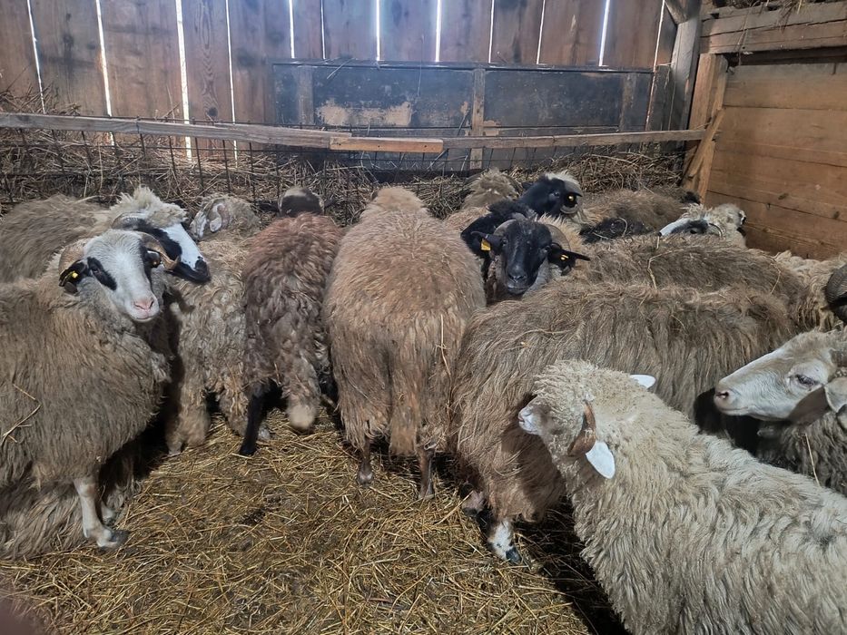 Oi si miei de vanzare