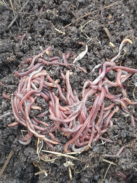 Продаются  Калифорнийские черви.