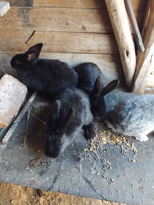 Iepurasi disponibili