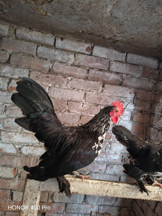 Vând cocosi mii de flori și pui de găină