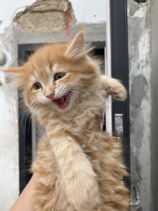 Котята пародисток вислоухий