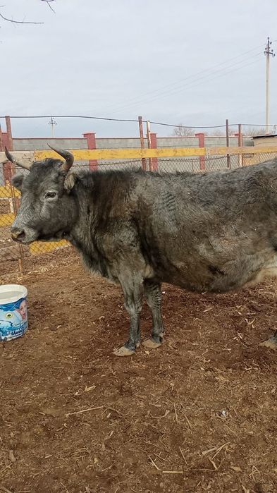 Семіз сиыр сатылады