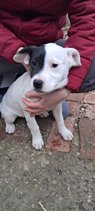 Mă numesc Lulu și părinții mă donează unei familii iubitoare.