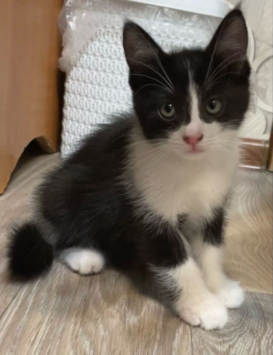 Котята в хорошие руки